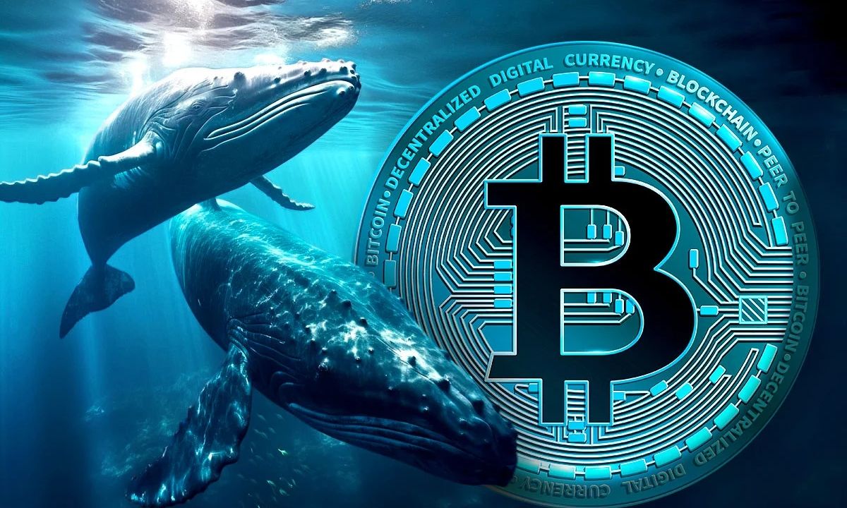 Cá voi Bitcoin tích cực mua vào, liệu thị trường đã tạo đáy?